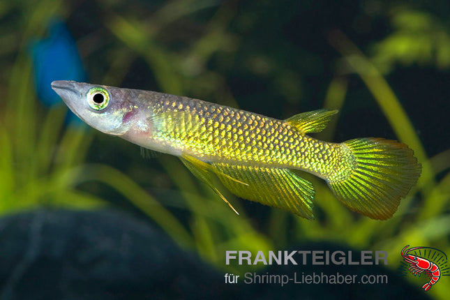 Aplocheilus lineatus – Riesenhechtling Gold