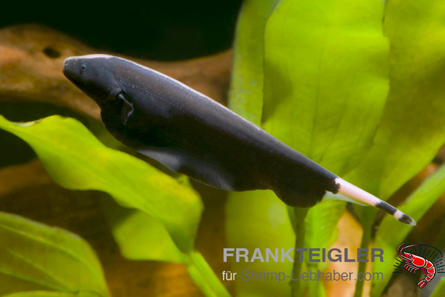 Apteronotus albifrons – Weißstirn-Messerfisch – Auf Bestellung