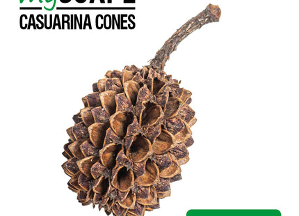 Casuarina Cones | Kasuarinen-Zapfen - 50 Stück