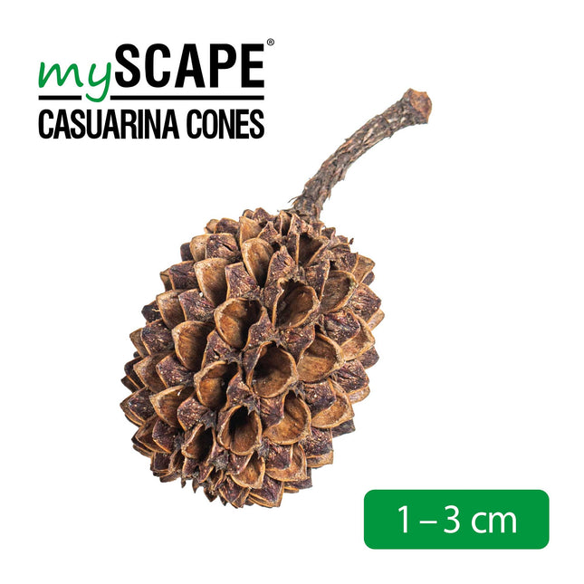 Casuarina Cones | Kasuarinen-Zapfen - 50 Stück