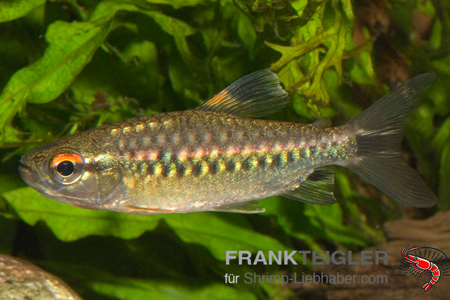 Arnoldichthys spilopterus – Großschuppensalmler – Auf Bestellung