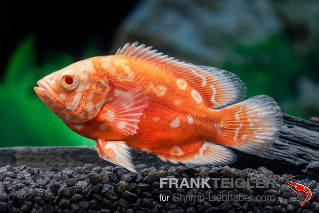 Astronotus ocellatus  – Roter albino Tiger Oskar – Auf Bestellung
