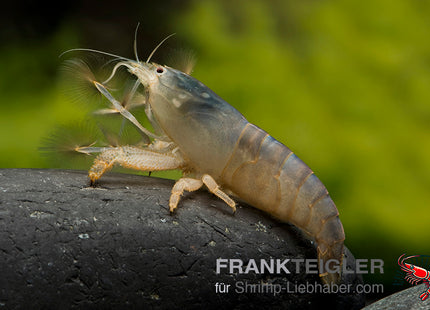 Blaue Monsterfächergarnele