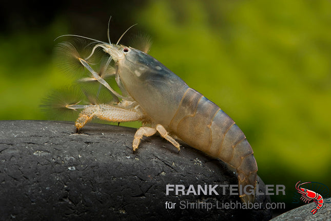 Blaue Monsterfächergarnele
