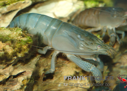 Blaue Monsterfächergarnele