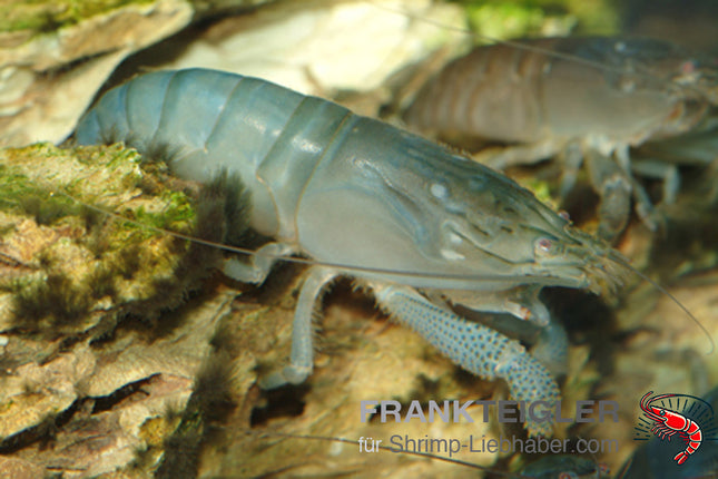 Blaue Monsterfächergarnele