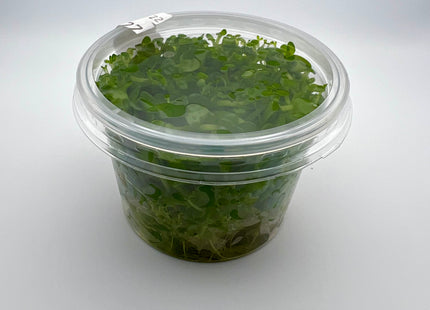 Bacopa amplexicaulis / caroliniana – In Vitro
