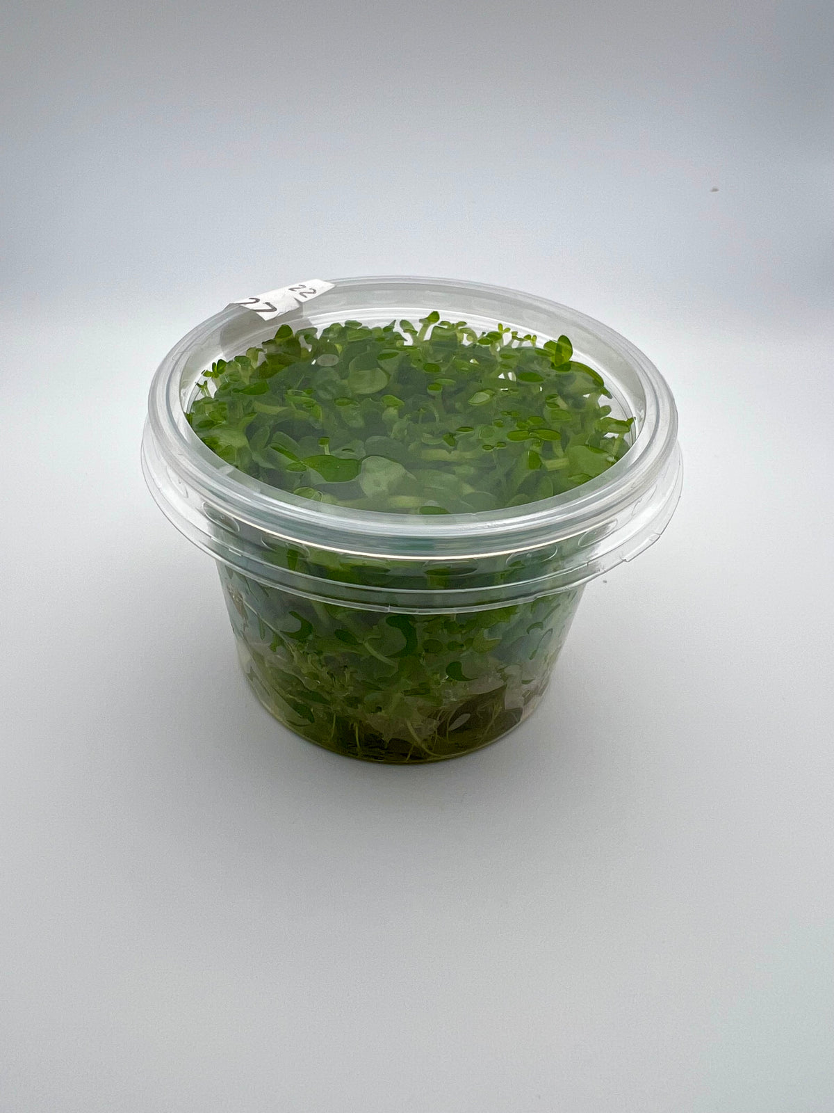 Bacopa amplexicaulis / caroliniana – In Vitro