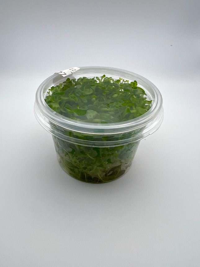 Bacopa amplexicaulis / caroliniana – In Vitro