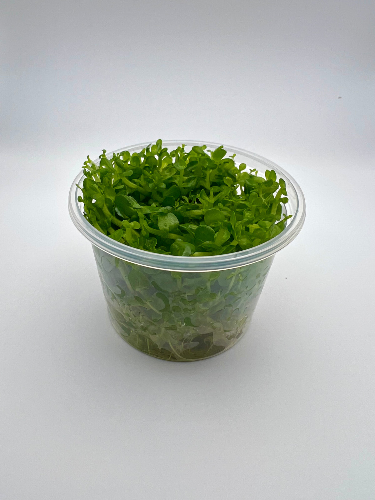 Bacopa amplexicaulis / caroliniana – In Vitro