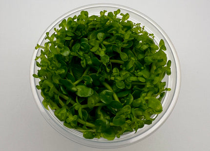 Bacopa amplexicaulis / caroliniana – In Vitro