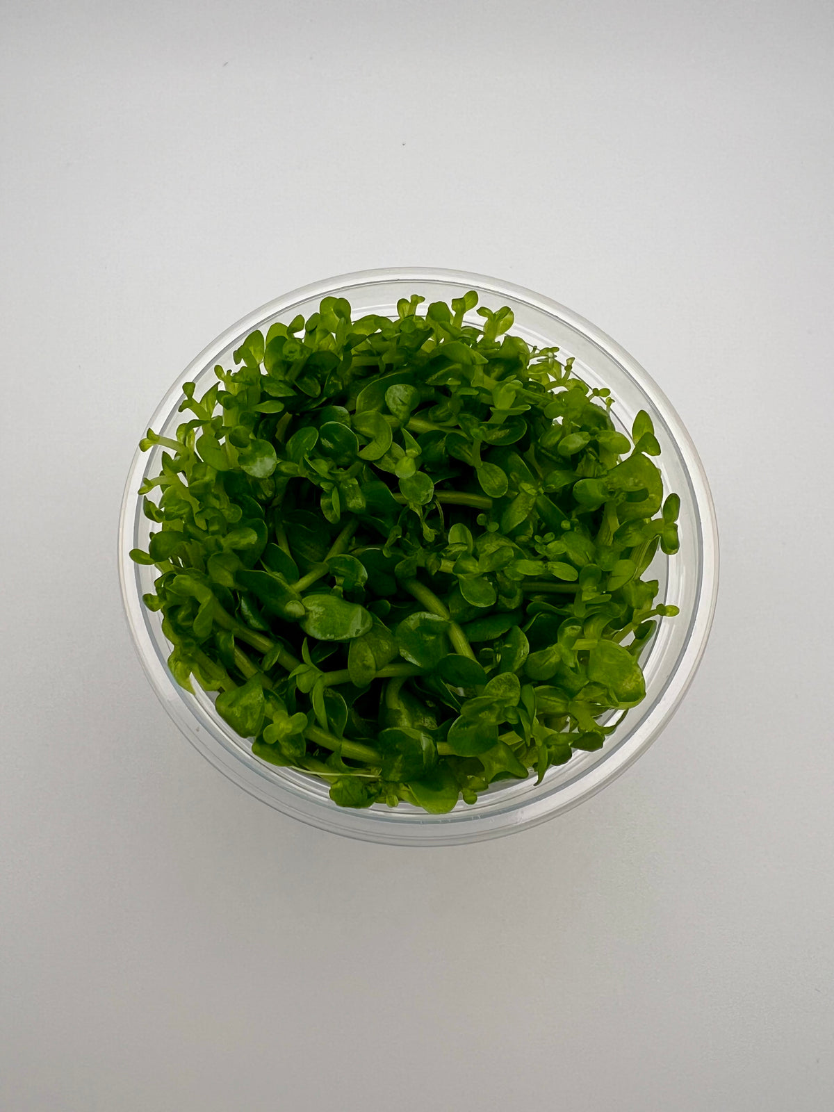 Bacopa amplexicaulis / caroliniana – In Vitro