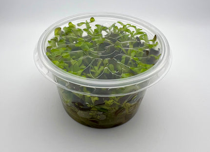 Bacopa salzmannii purple – In Vitro