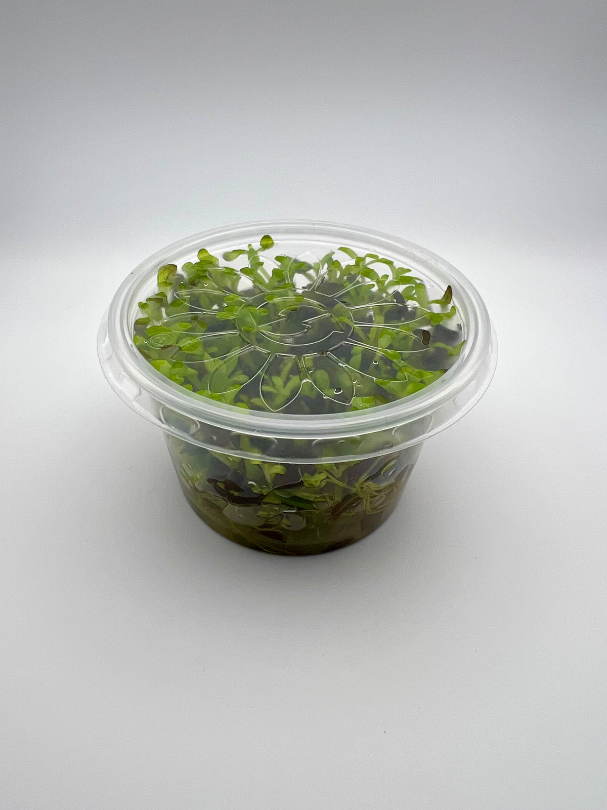 Bacopa salzmannii purple – In Vitro