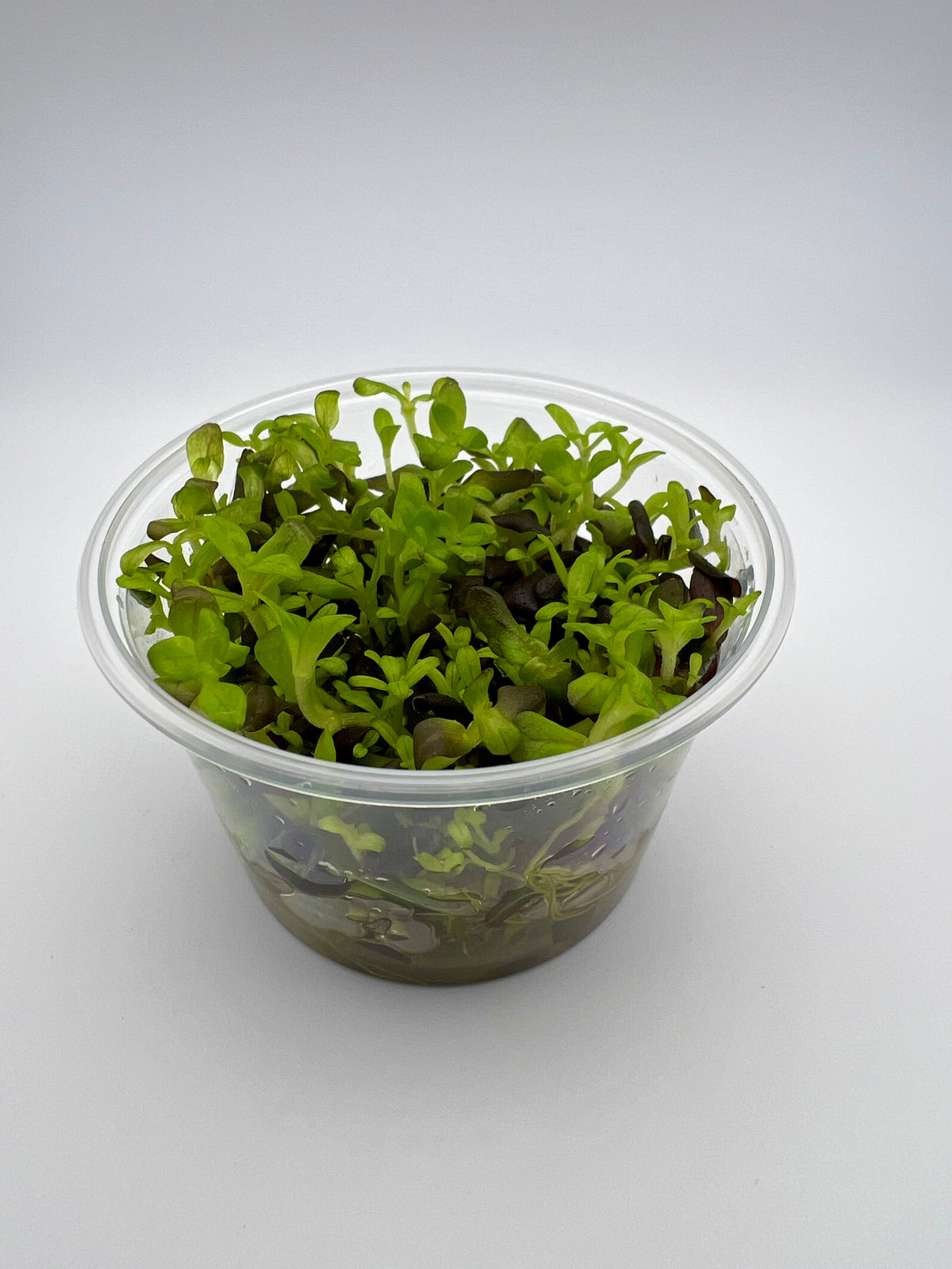 Bacopa salzmannii purple – In Vitro