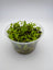 Bacopa salzmannii purple – In Vitro