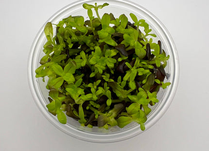 Bacopa salzmannii purple – In Vitro
