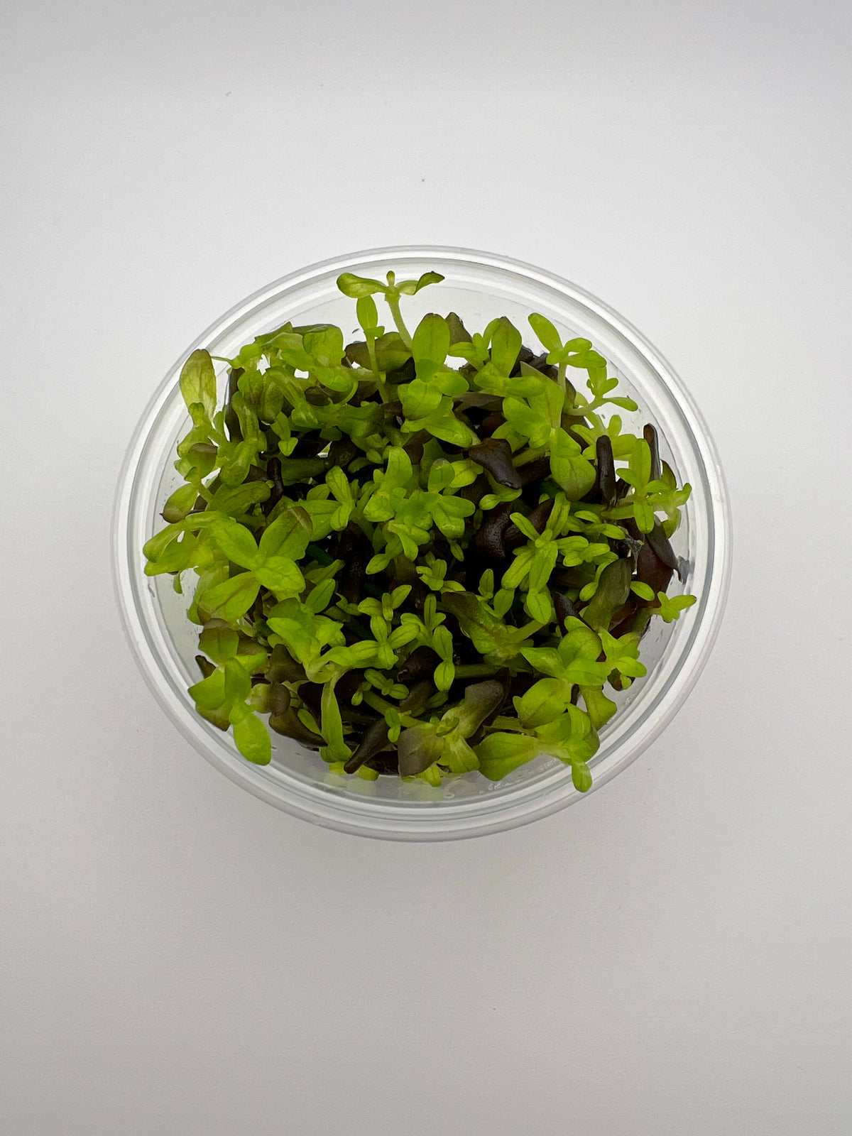 Bacopa salzmannii purple – In Vitro