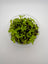 Bacopa salzmannii purple – In Vitro