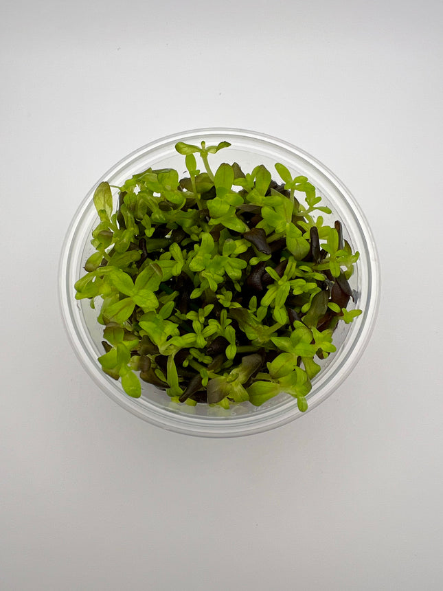 Bacopa salzmannii purple – In Vitro