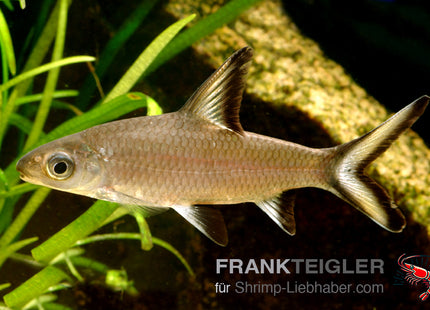 Balantiocheilus melanopterus – Haibarbe – Auf Bestellung