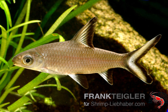 Balantiocheilus melanopterus – Haibarbe – Auf Bestellung