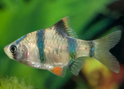 Moosgrüne Sumatrabarbe – Barbus tetrazona