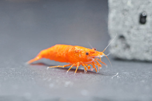 Orange Sakura Zwerggarnele - DNZ