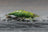 Dark Green Jade Zwerggarnele - DNZ