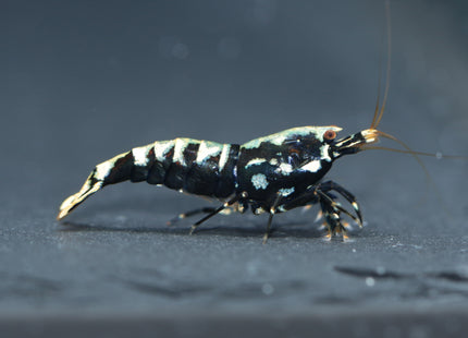 Galaxy Fishbone Schwarz