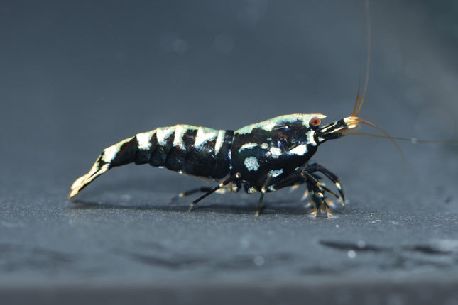Galaxy Fishbone Schwarz