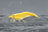 Yellow Fire Zwerggarnele - DNZ
