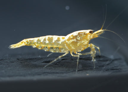 Galaxy Pinto Yellow - DNZ