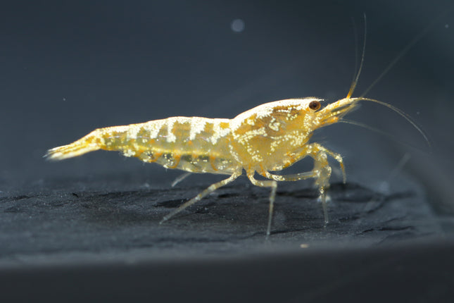 Galaxy Pinto Yellow - DNZ