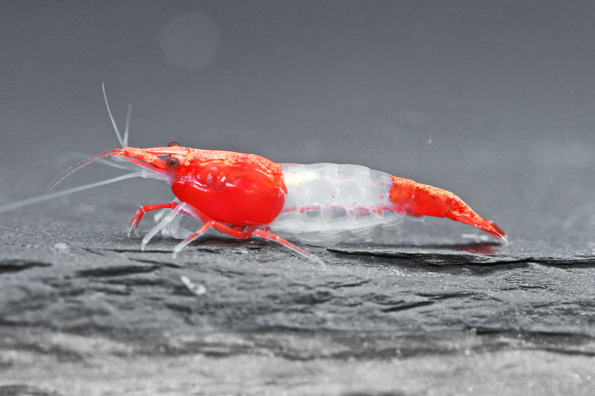 Red Rili Zwerggarnele - DNZ