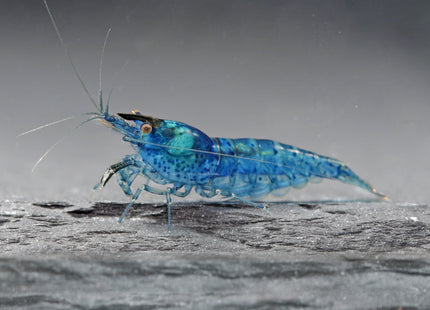 Blue Jelly Zwerggarnele - DNZ