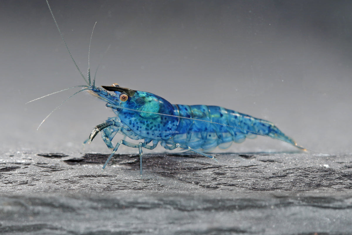 Blue Jelly Zwerggarnele - DNZ