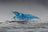 Blue Jelly Zwerggarnele - DNZ