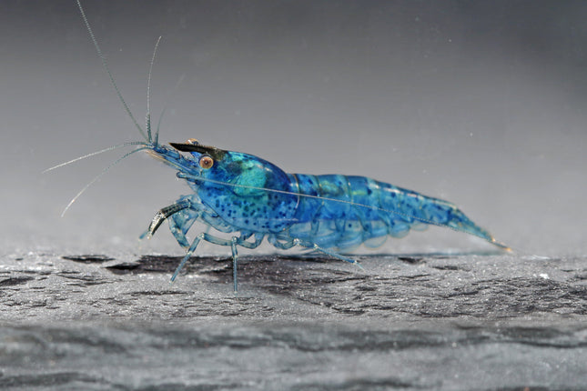 Blue Jelly Zwerggarnele - DNZ
