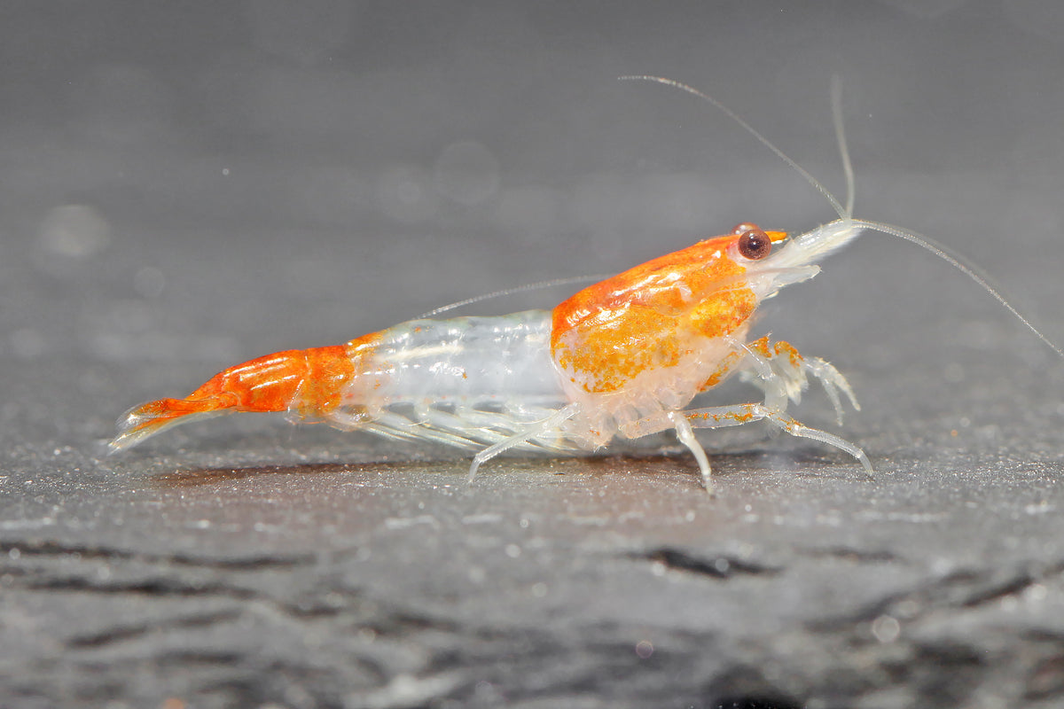 Orange Rili Zwerggarnele - DNZ