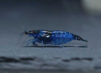 Rili Blue Zwerggarnele - DNZ