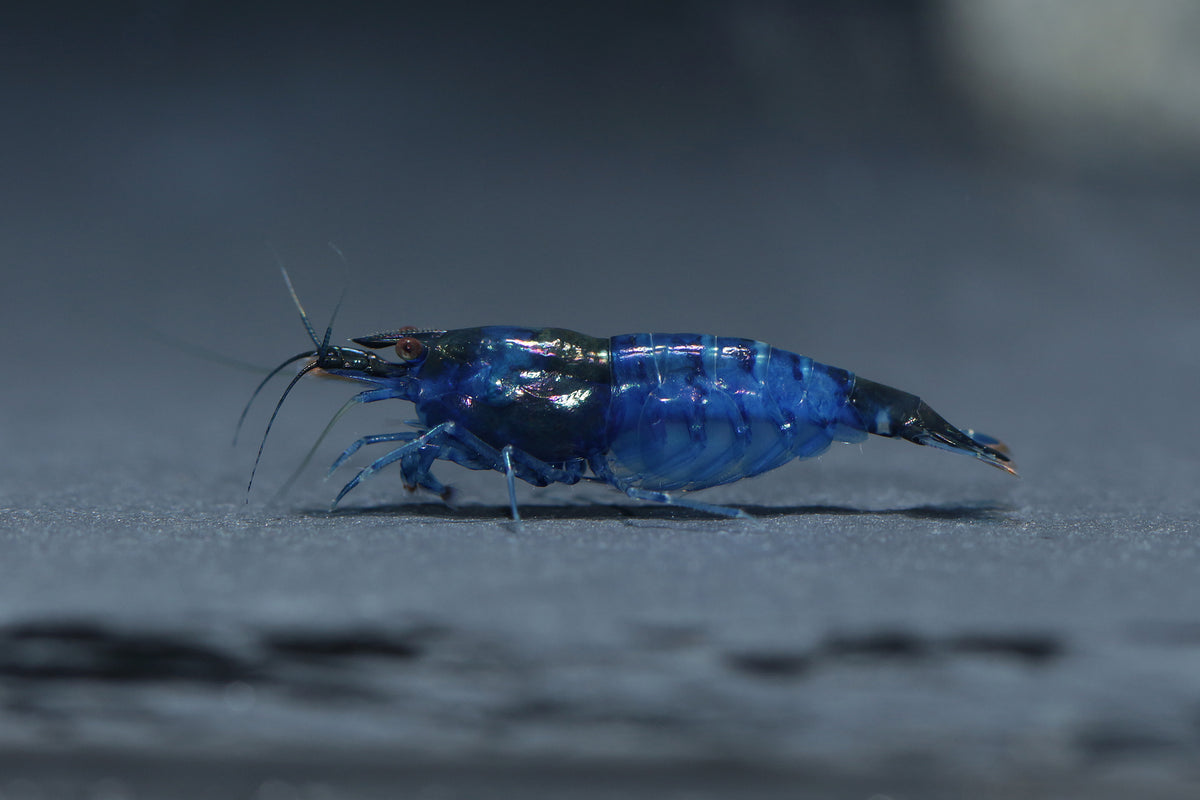 Rili Blue Zwerggarnele - DNZ