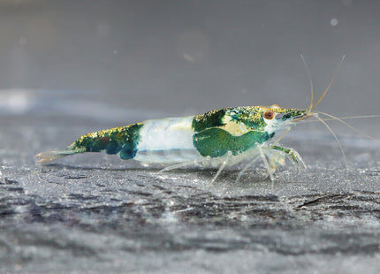 Green Rili Zwerggarnele - DNZ