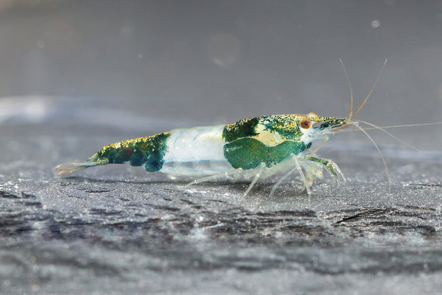 Green Rili Zwerggarnele - DNZ