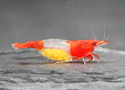 Red Rili Zwerggarnele - DNZ
