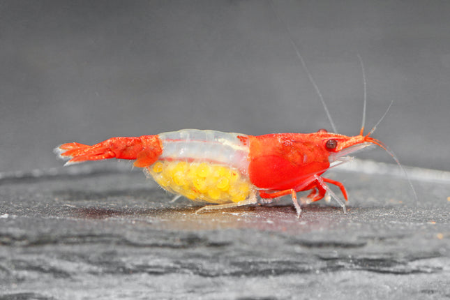 Red Rili Zwerggarnele - DNZ