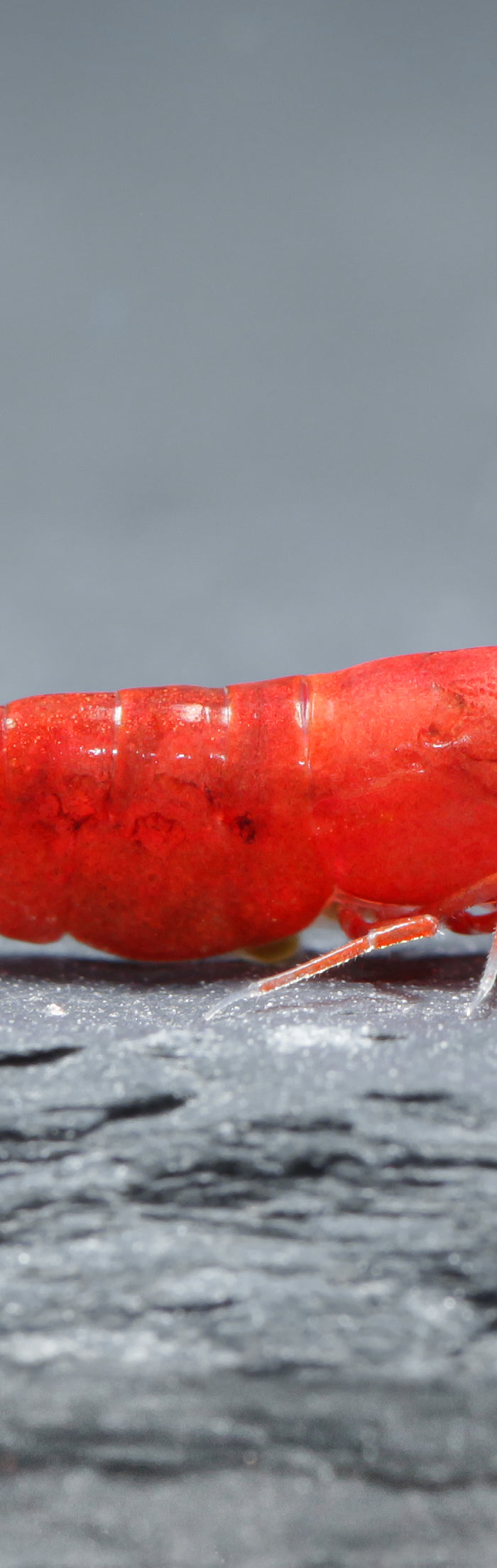 <h1>Shrimp Liebhaber</h1>