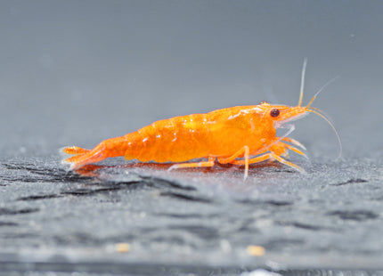 Orange Sakura Zwerggarnele - DNZ