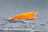 Orange Sakura Zwerggarnele - DNZ
