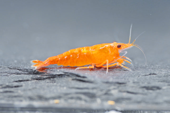 Orange Sakura Zwerggarnele - DNZ